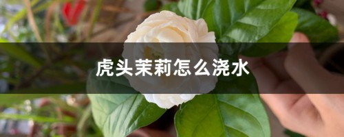 虎头茉莉怎么浇水