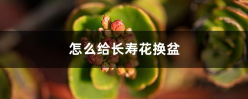 怎么给长寿花换盆，换盆后都蔫了怎么办