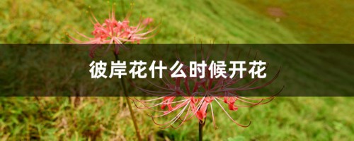 彼岸花什么时候开花，彼岸花的图片