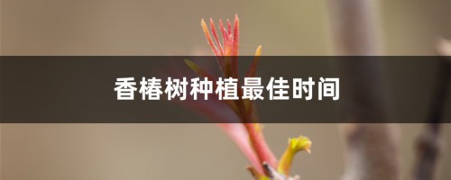 香椿树种植最佳时间