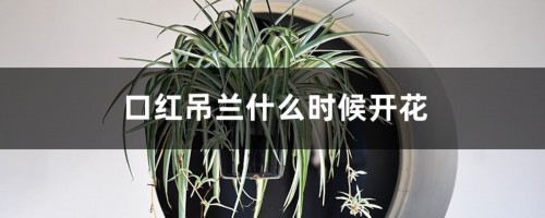 口红吊兰用什么催花，什么时候开花