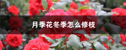 月季花冬季怎么修枝