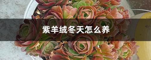 紫羊绒冬天怎么养