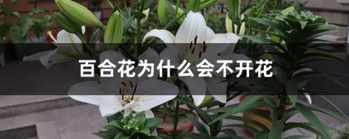 百合花为什么会不开花