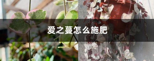 爱之蔓怎么施肥