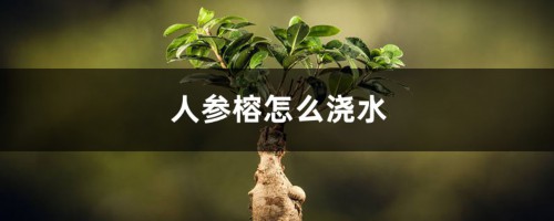 人参榕怎么浇水