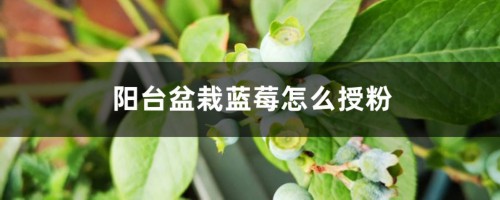 阳台盆栽蓝莓怎么授粉