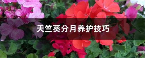 天竺葵分月养护技巧