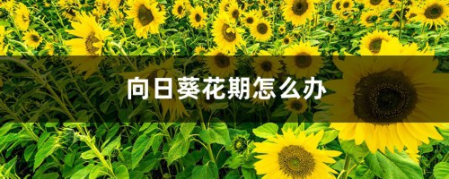 向日葵花期怎么办